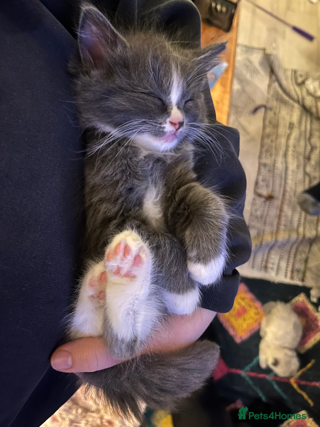 Ragdoll cats for sale: 2 x Fluffy Ragdoll x BSH kittens - Advert 5