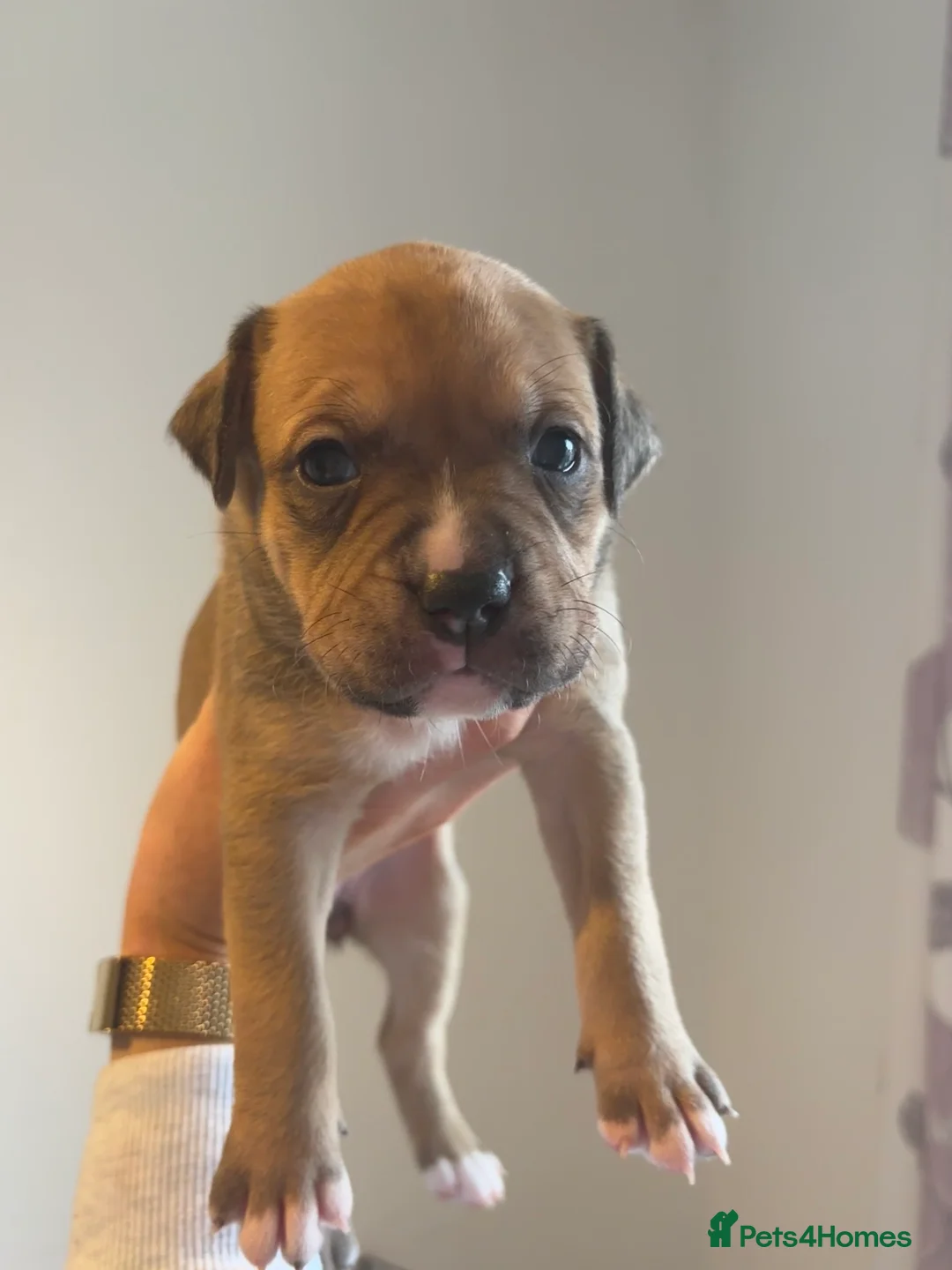 American Bull Staffy dogs for sale: AmStaff pups  - Advert 6