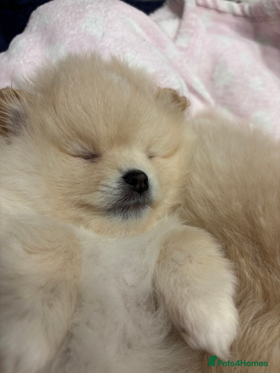 Pomeranian dogs for sale:  Pomeranians pups ready to go on 31st dec  - Advert 23