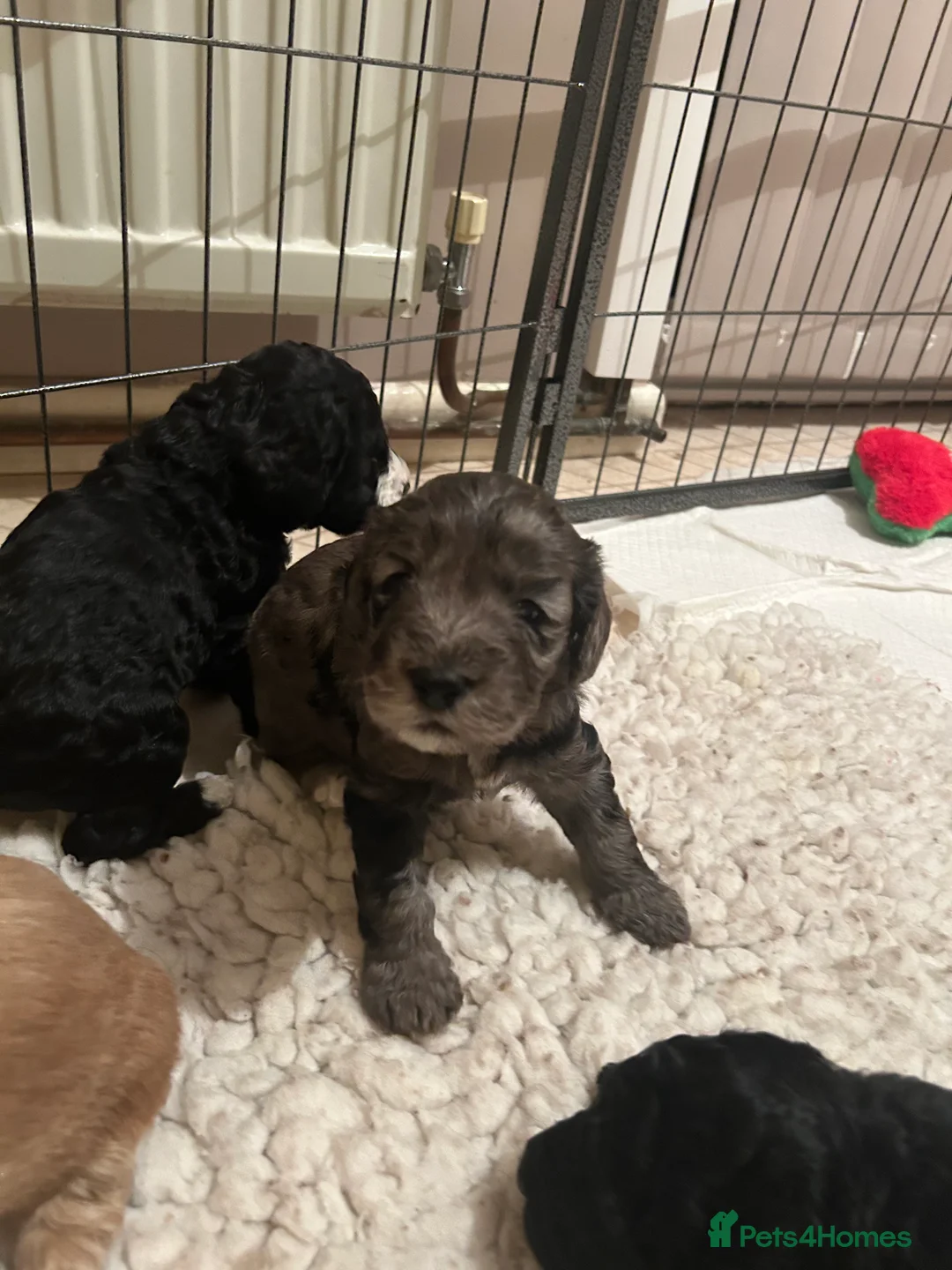 Mixed Breed dogs for sale: Australian Double doodle puppies  - Advert 12