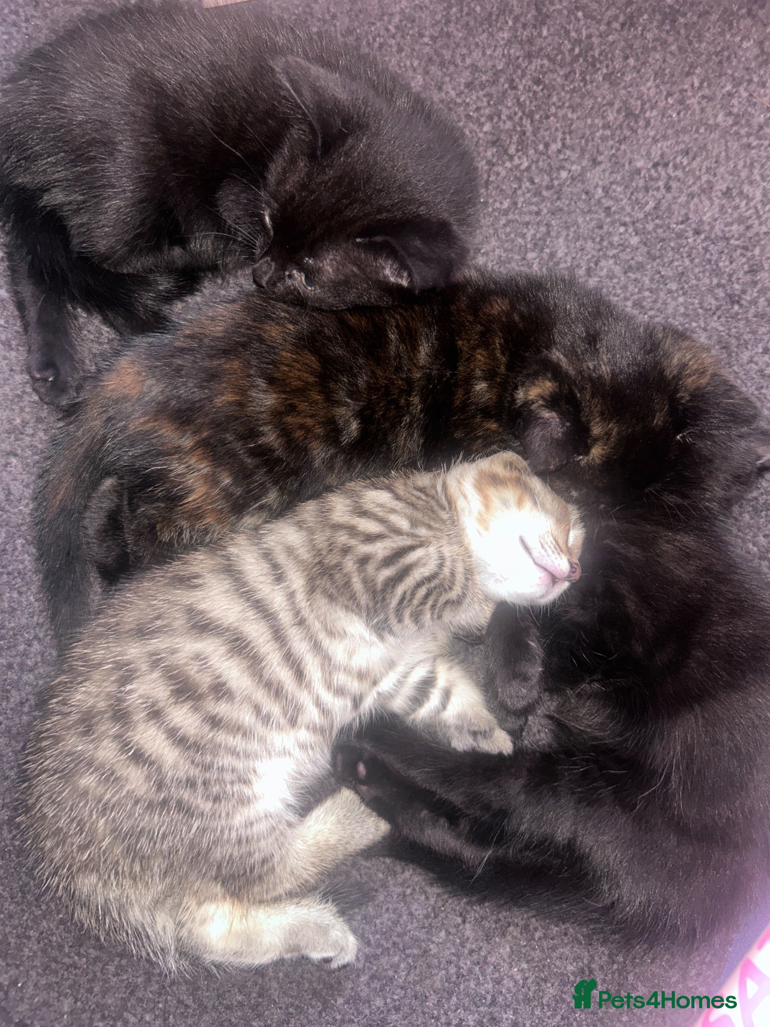 Mixed Breed cats Beautiful well loved family kittens  - Advert 11