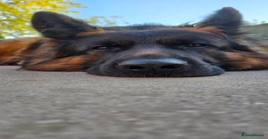 German Shepherd dogs in Stoke-on-Trent - Advert 11