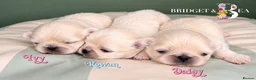 Pekingese dogs for sale: Cream girl kc licensed breeder health tested  - Advert 4
