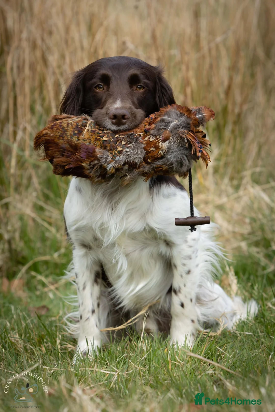 English Springer Spaniel dogs for stud: At Stud - FTW Springer Spaniel  in Warminster - Advert 5