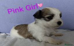 Morkie dogs for sale: Beautiful Morkie Puppies - Image 20