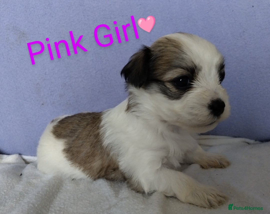 Morkie dogs for sale: Beautiful Morkie Puppies - Image 20