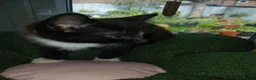 Mixed Breed cats for sale: Kittens Ready for new homes - Advert 6