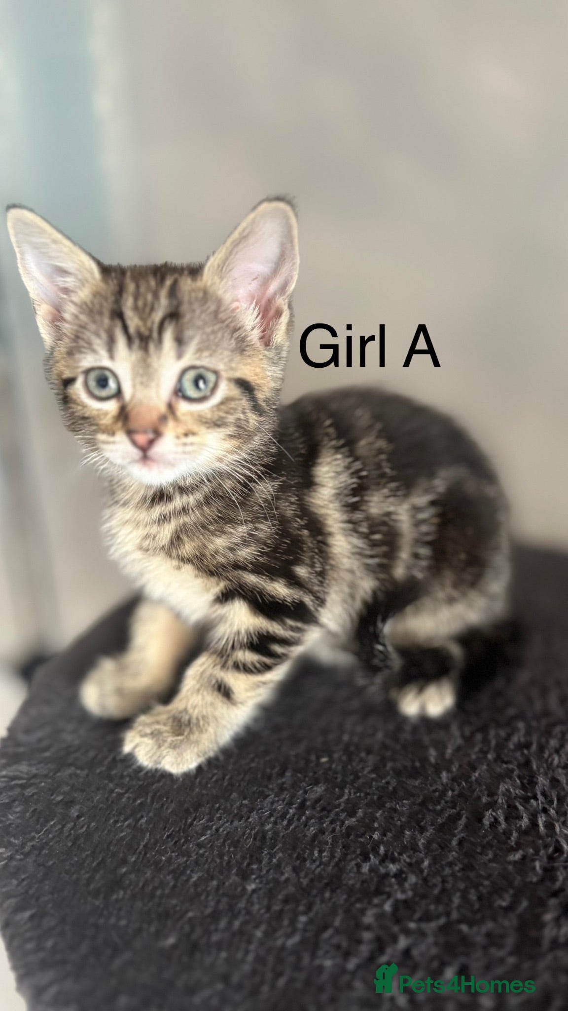 Mixed Breed cats Ready now 5 gorgeous kittens - Advert 5