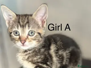 Mixed Breed cats Ready now 5 gorgeous kittens - Advert 5