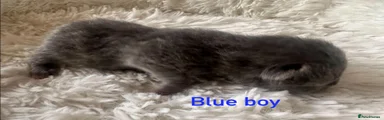 blue boy