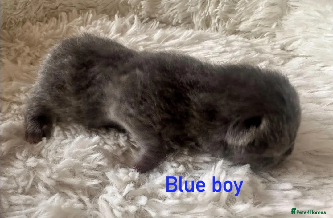 British Shorthair cats for sale: British Shorthair kittens  - Advert 10