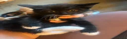 Mixed Breed cats for sale: 9 kittens  - Advert 6