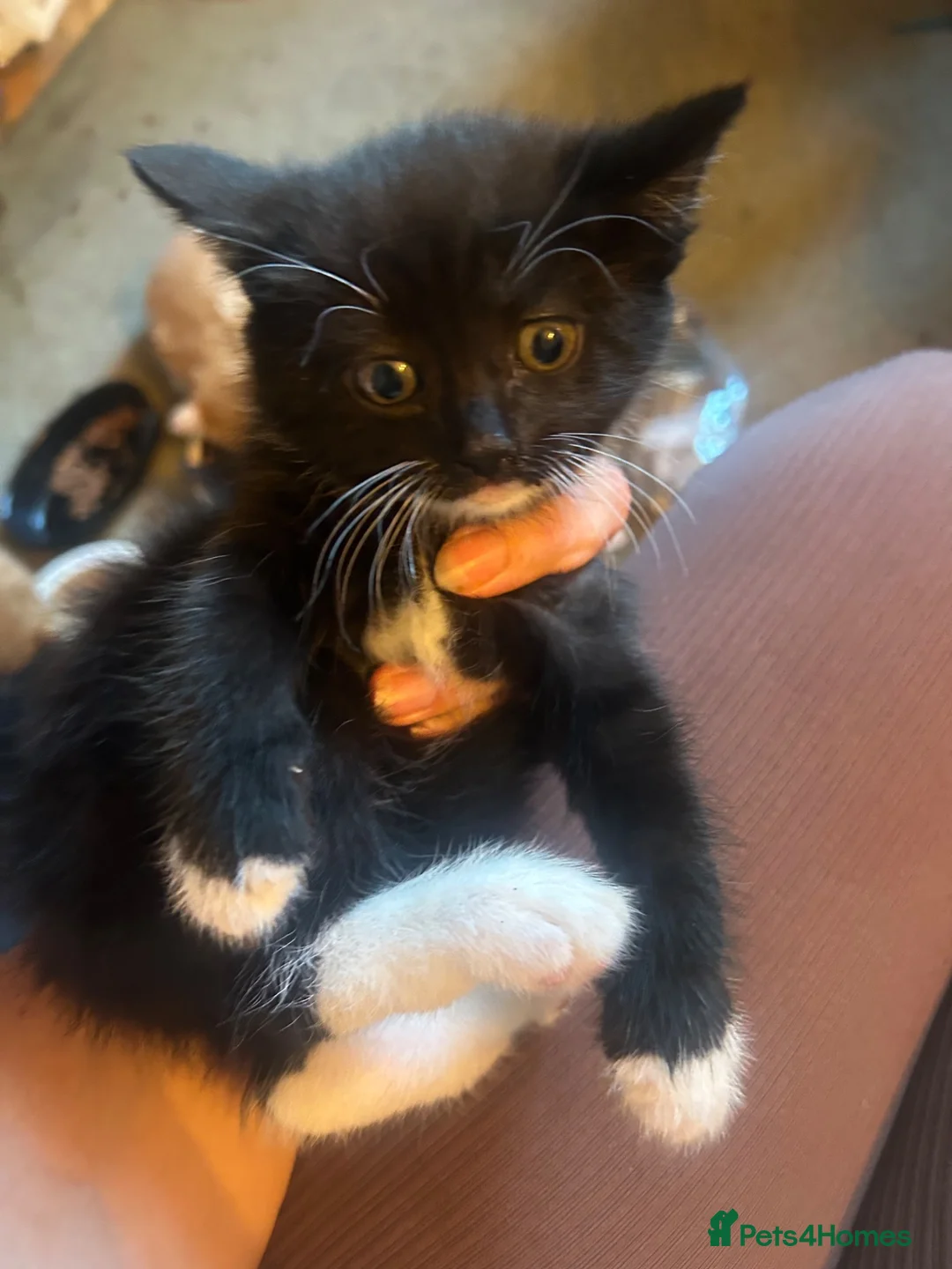 Mixed Breed cats for sale: Black male ready to go! - Advert 2