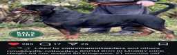 Rottweiler dogs for stud: Available stud limited time only! Serbian import - Advert 12