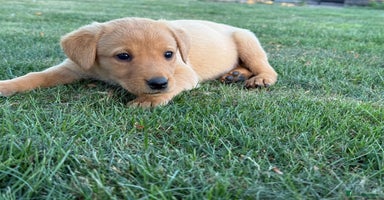 Labrador Retriever dogs - Advert 12