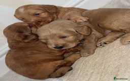 Cockapoo dogs for sale: Cockapoo puppies - Image 5