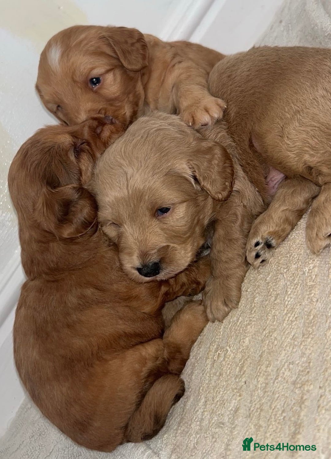 Cockapoo dogs for sale: Cockapoo puppies - Image 5