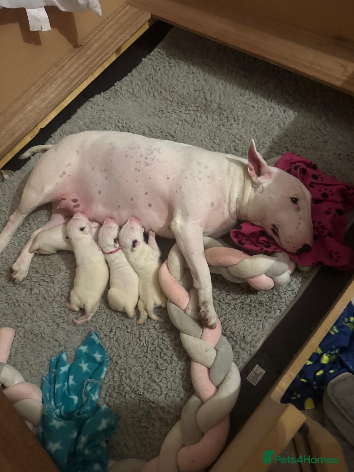 Mixed Breed dogs English Bull Terrier Puppies for Loving Families - Advert 3