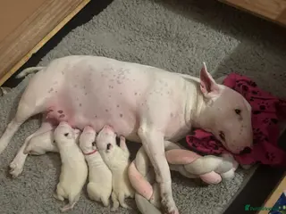 Mixed Breed dogs English Bull Terrier Puppies for Loving Families - Advert 13