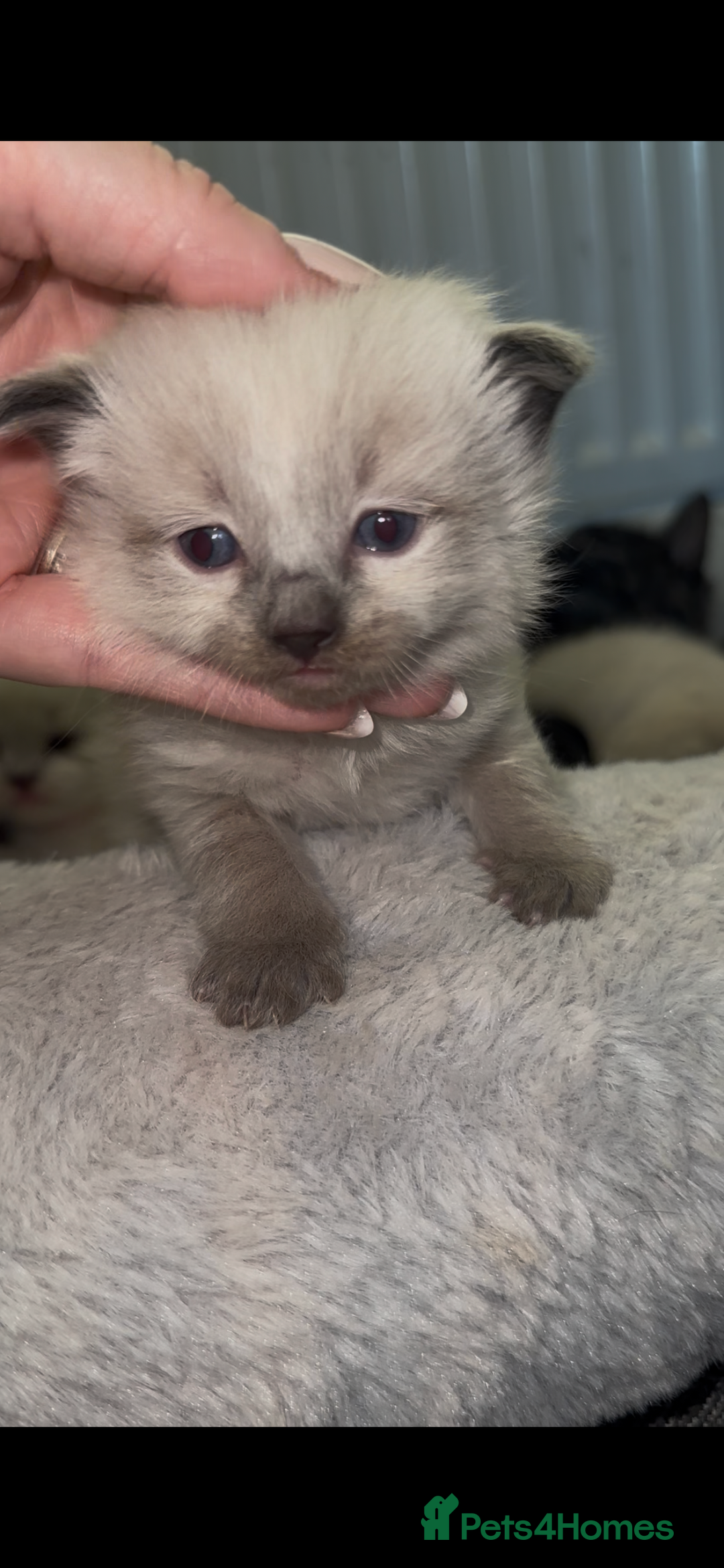 Siberian cats for sale: One male full Siberian kitten  - Image 22