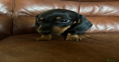 Miniature Dachshund dogs - Advert 10