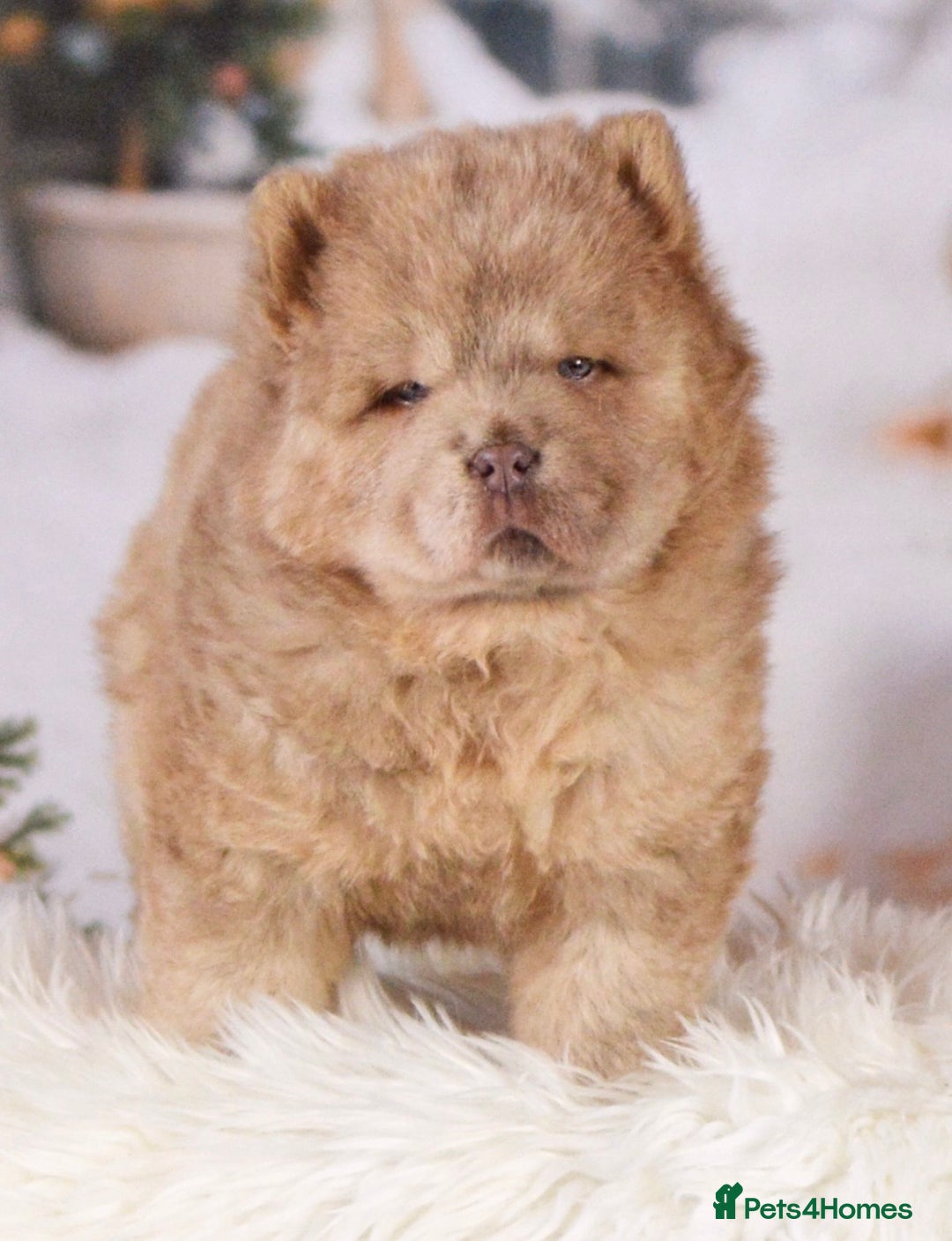 Chow Chow dogs for sale: Lesley Chow  - Advert 13