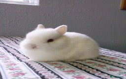 Netherland Dwarf rabbits for sale: Baby rabbits  - Image 1