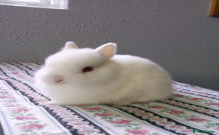 Netherland Dwarf rabbits - Advert 1