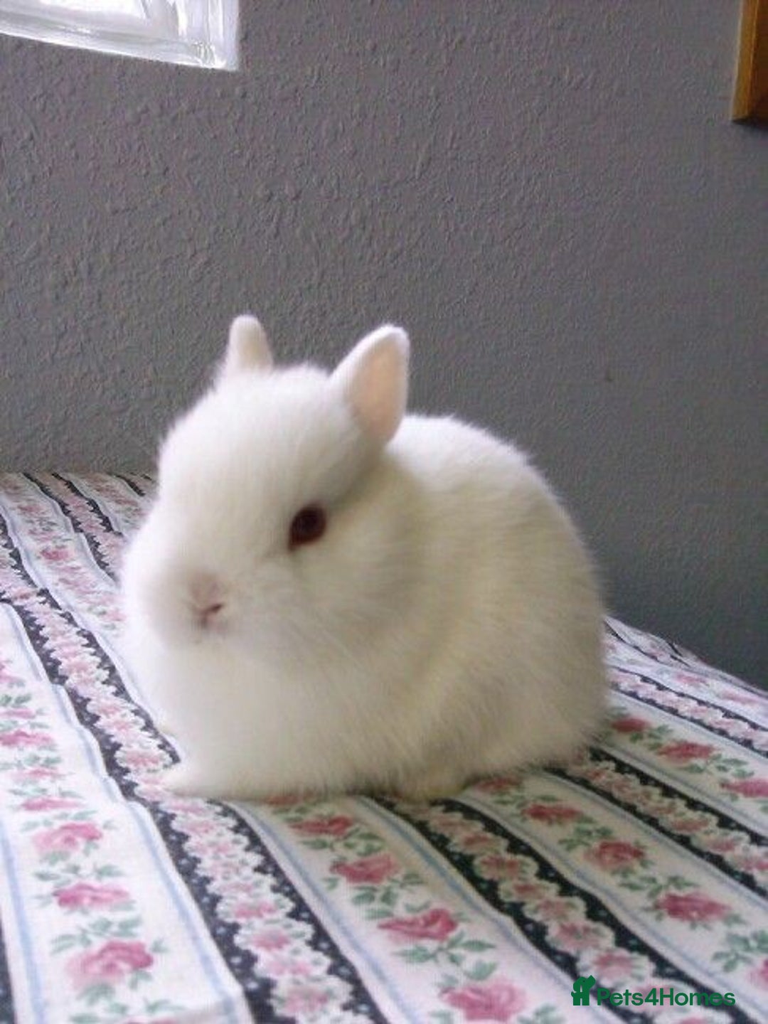 Netherland Dwarf rabbits for sale: Baby rabbits  - Image 1
