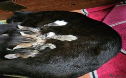 Mixed Breed cats for sale: Beautiful tabby kittens  - Image 3