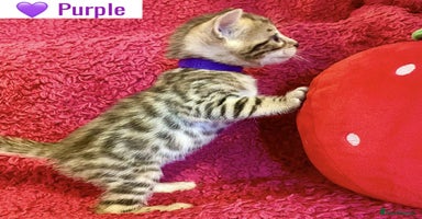 Bengal cats - Advert 7