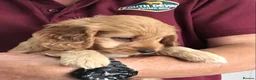 Cockapoo dogs for sale: Quality Healthy Mini Cockapoo Puppies - Advert 8