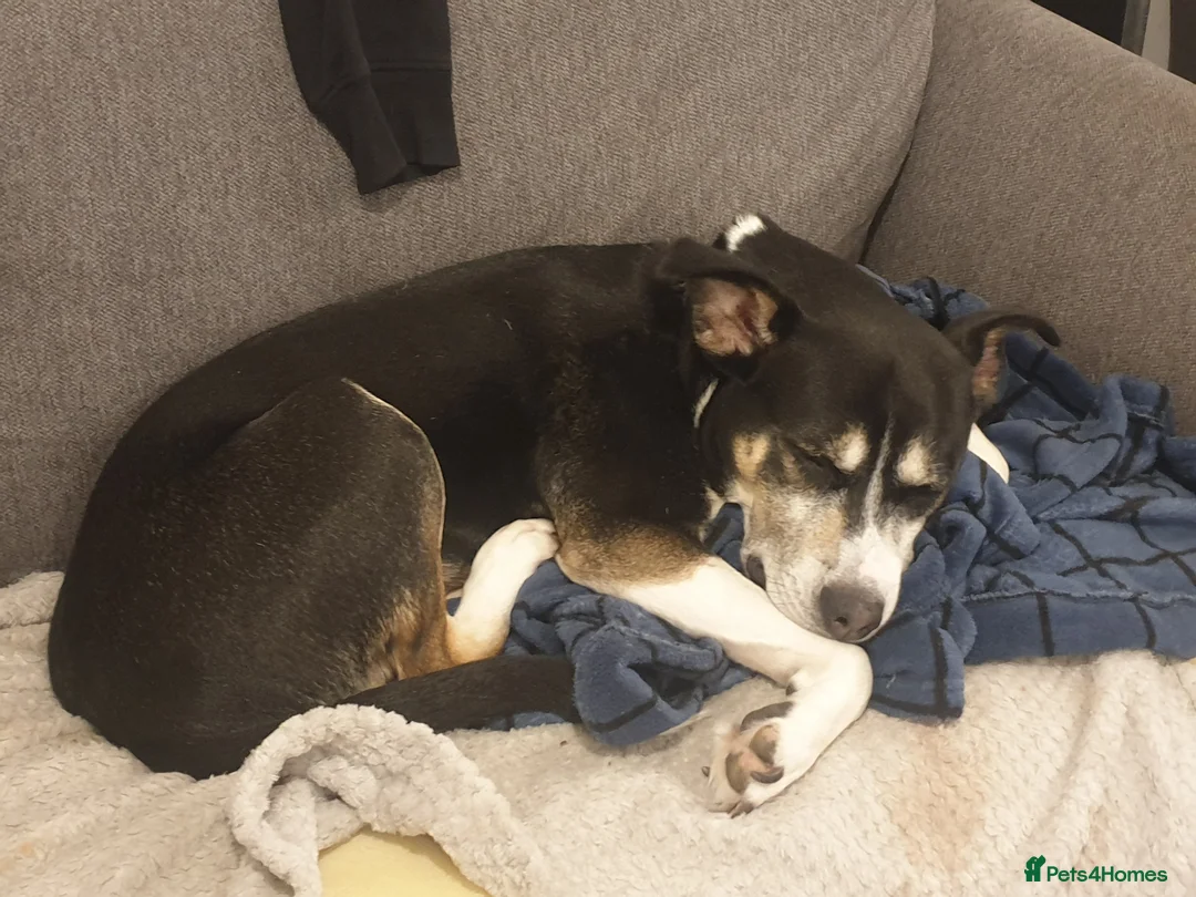 Mixed Breed dogs for sale: Hollie in Pershore - Advert 2