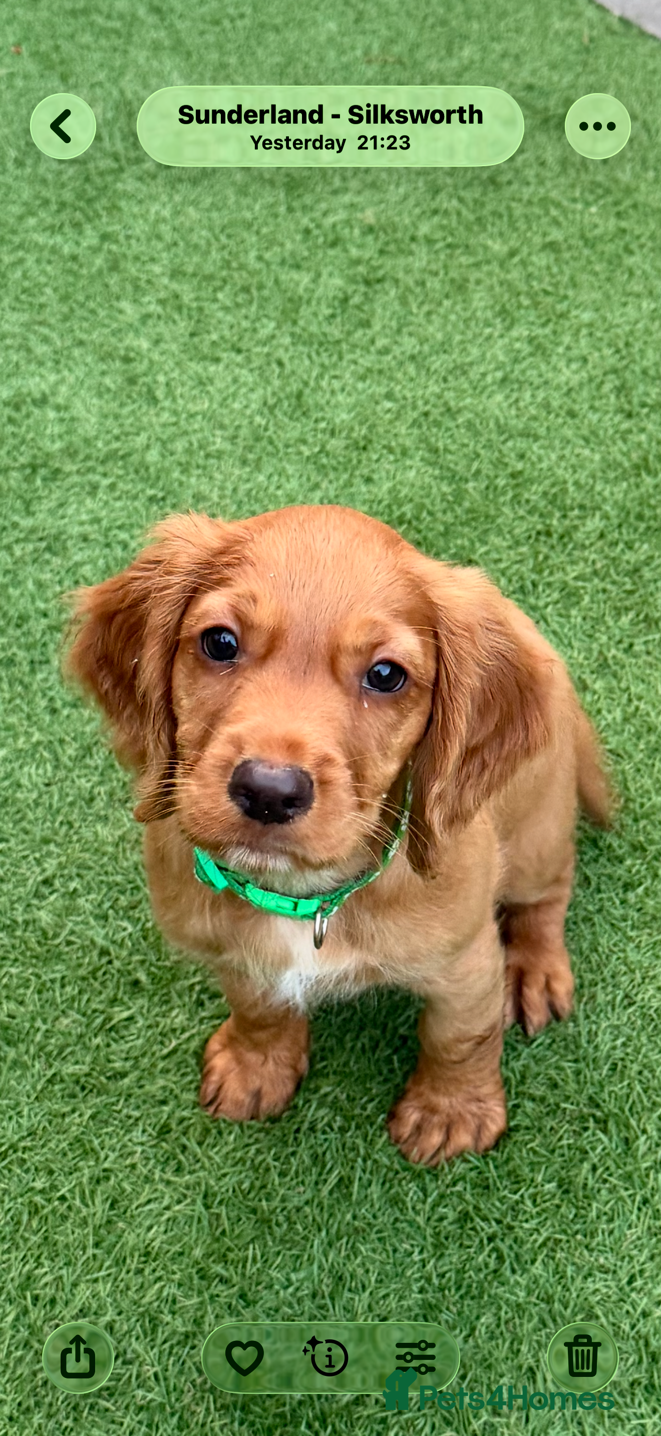 Cocker Spaniel dogs Ready to leave Red KC reg working cocker spaniels  - Advert 2