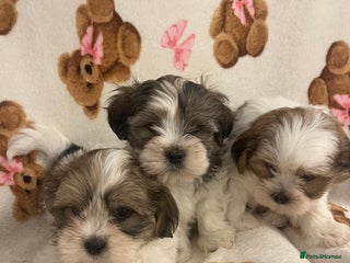 Shih Tzu dogs Shih Tzu Puppies - Advert 1