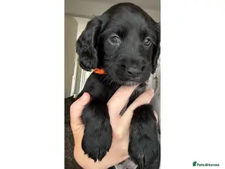 Cocker Spaniel dogs Last pup left Working Cocker Spaniel dogs - Advert 4