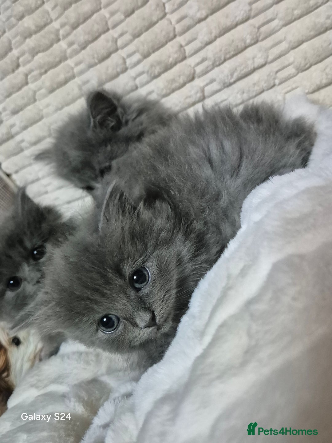 Ragdoll cats for sale: Ragdoll kittens  - Image 11