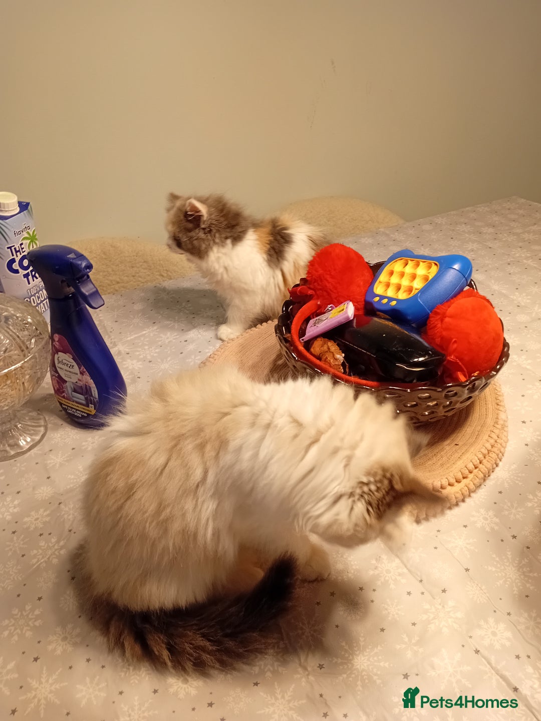 Mixed Breed cats for sale: Milky ,oreo - Advert 5