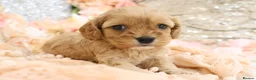Cavapoo dogs for sale: Health Tested Cavapoos by Licensed Breeder - Advert 29
