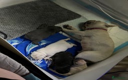 French Bulldog dogs for sale: Beautiful French bulldog puppies  - Image 16