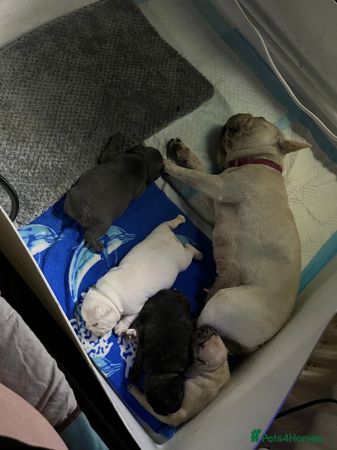 French Bulldog dogs for sale: Beautiful French bulldog puppies  - Image 16