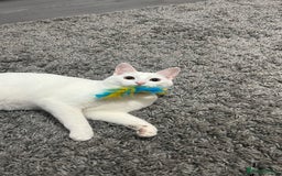 Mixed Breed cats for sale: White cat - Image 1