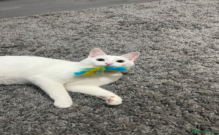 Mixed Breed cats for sale - Advert 1