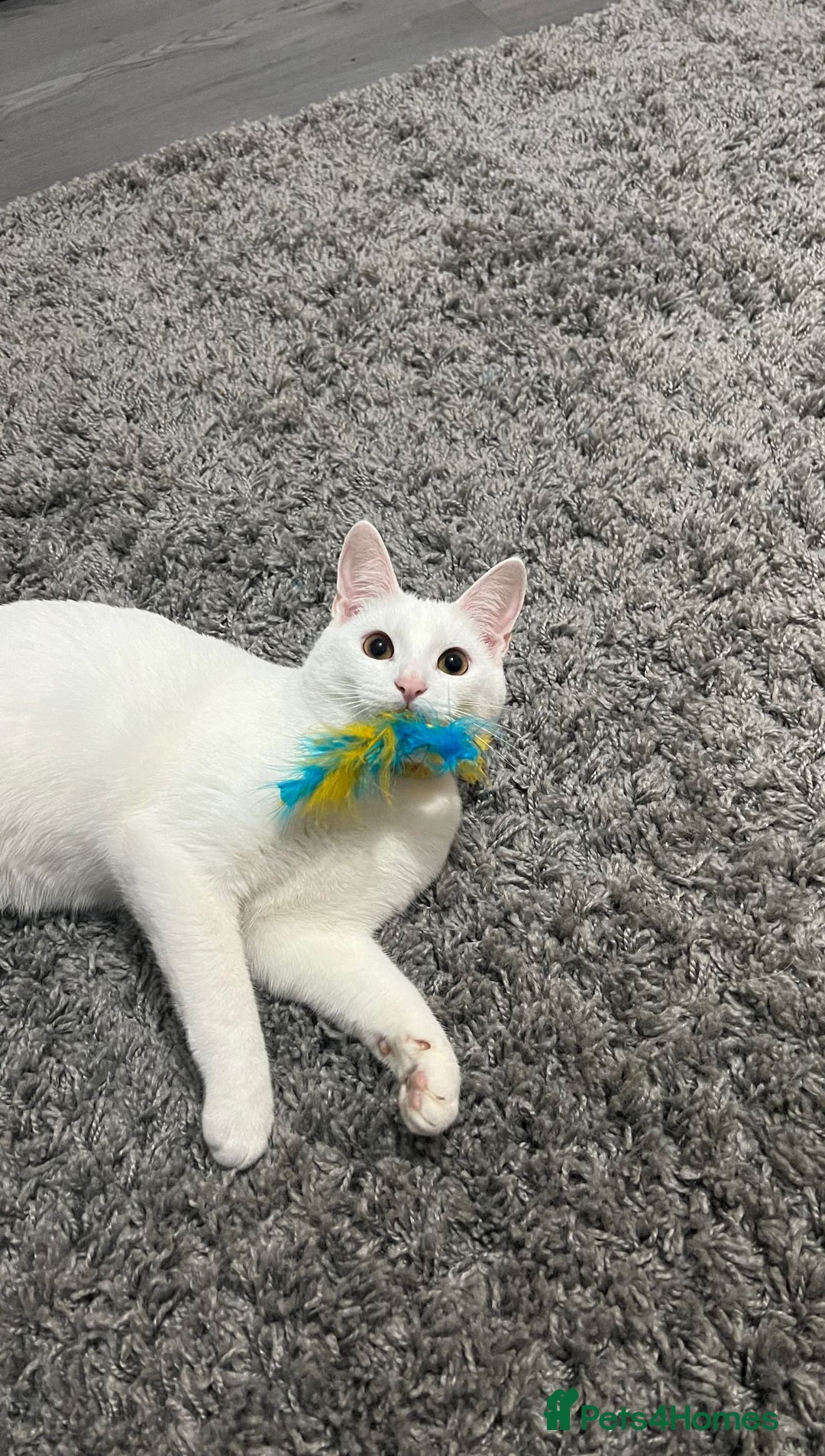 Mixed Breed cats for sale: White cat - Image 1