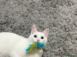 Mixed Breed cats - Advert 30