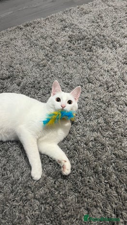 Mixed Breed cats - Advert 8