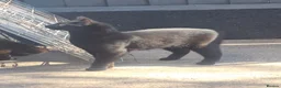 Mixed Breed cats for sale: 3 beautiful 9month old kittens - Advert 10
