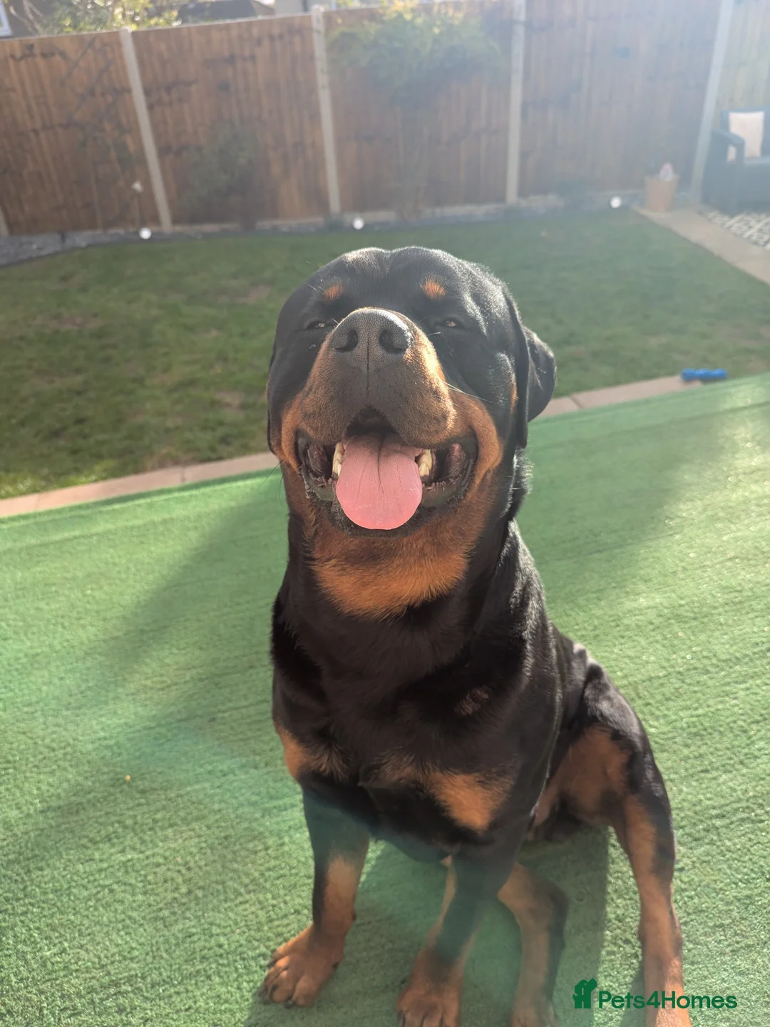 Rottweiler dogs for sale: 2-yr-old male rottweiler- experienced owner only - Advert 1