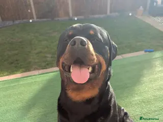 Rottweiler dogs 2-yr-old male rottweiler- experienced owner only - Advert 1