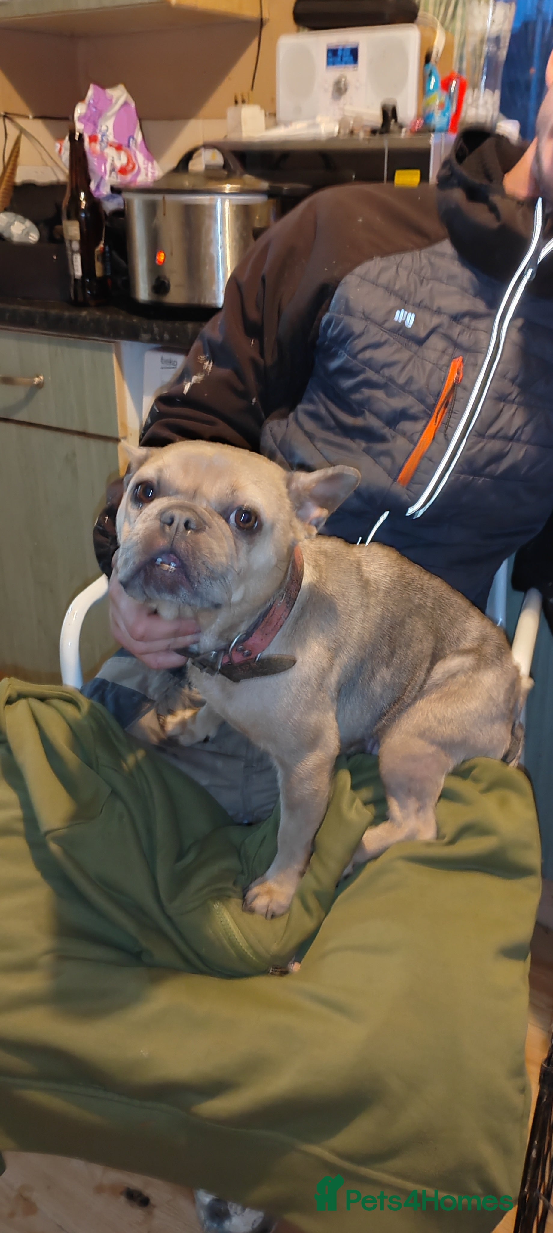 French Bulldog dogs French Bulldog puppies (very small)  - Advert 14